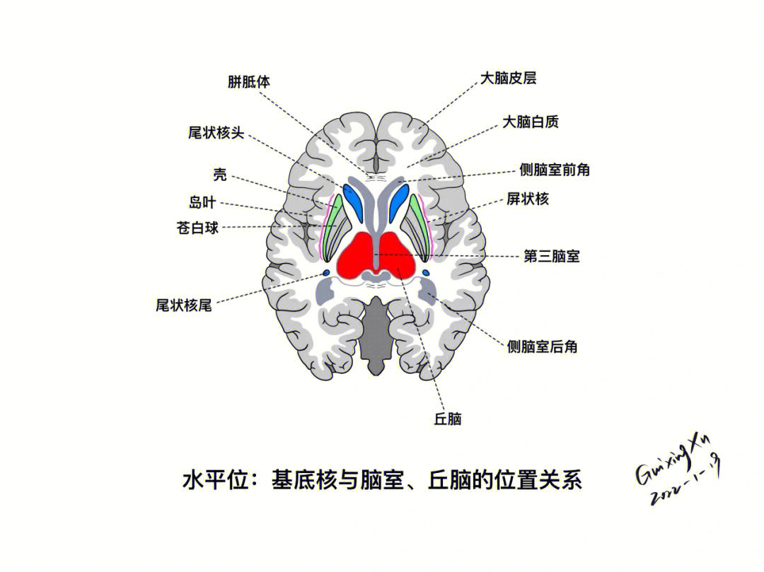 基底节区解剖及基底核