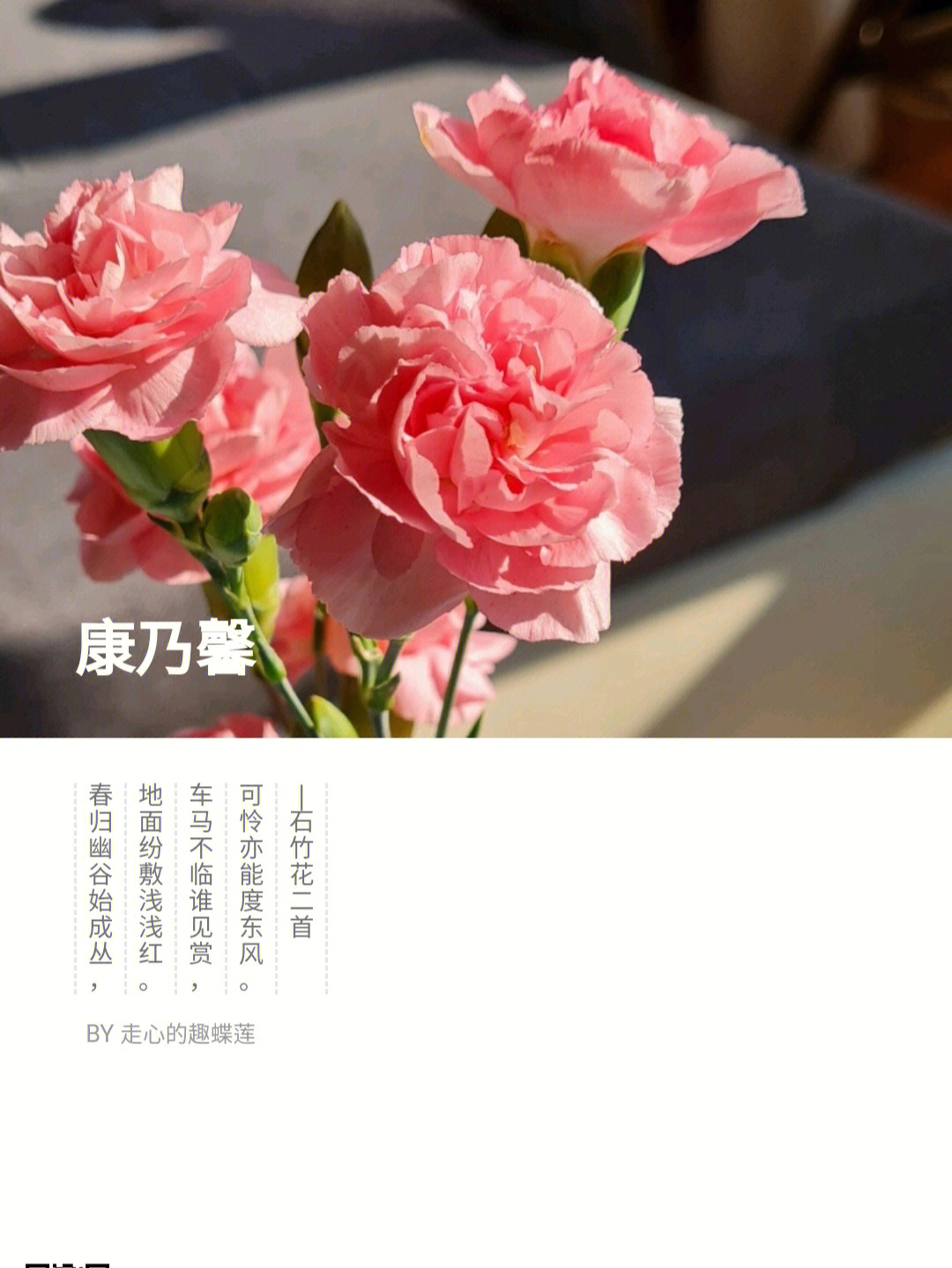 星太子康乃馨花语图片