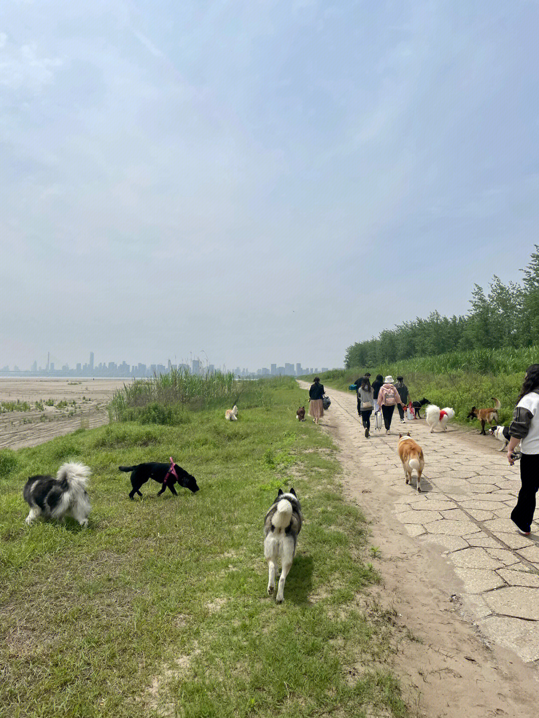 武汉遛狗圣地图片