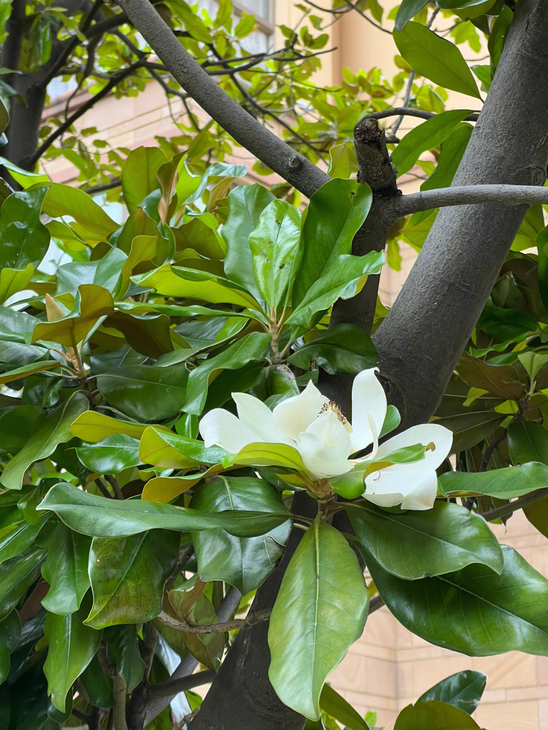 大白花山上图片