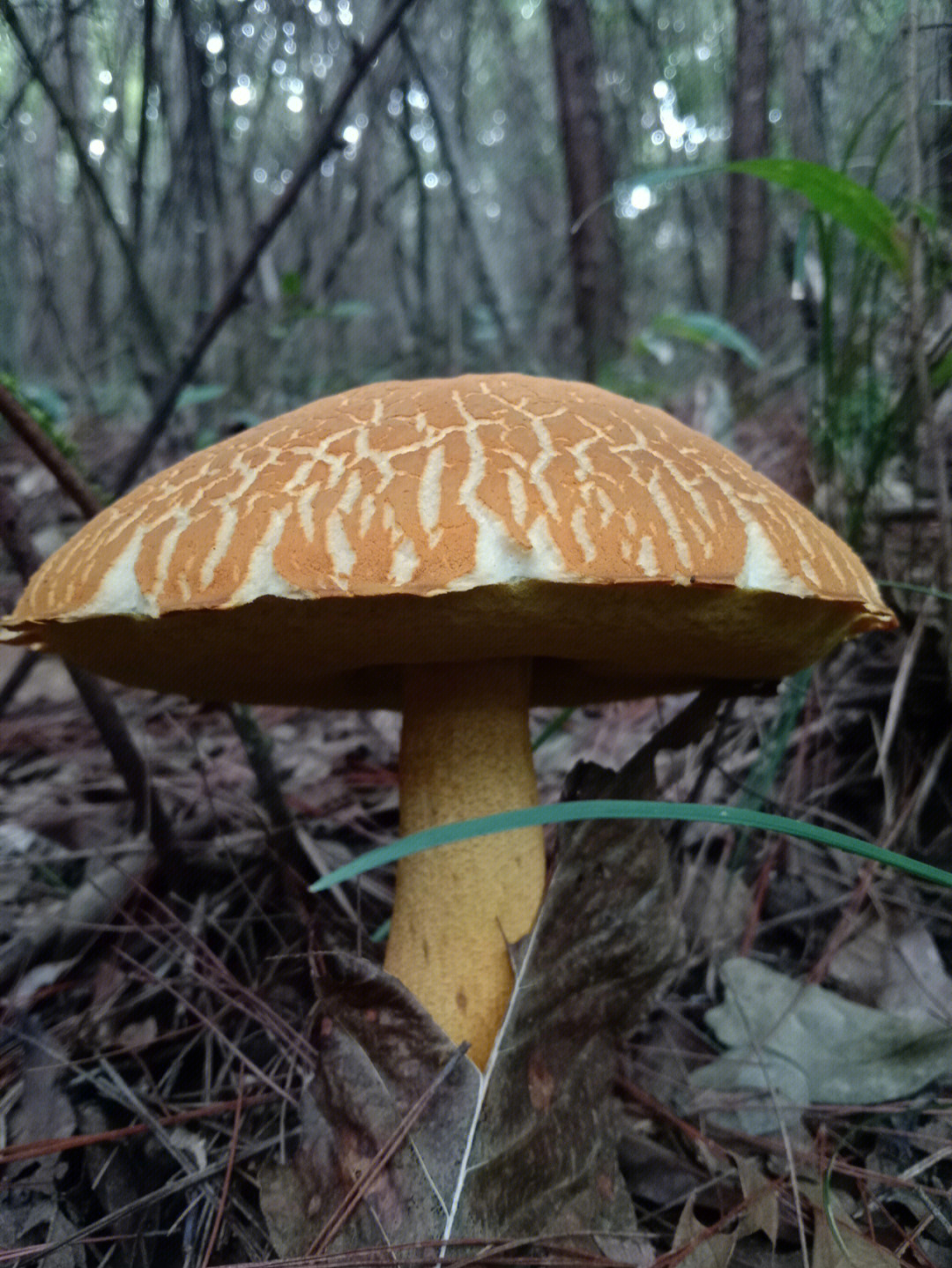 有谁认识这个蘑菇能吃吗