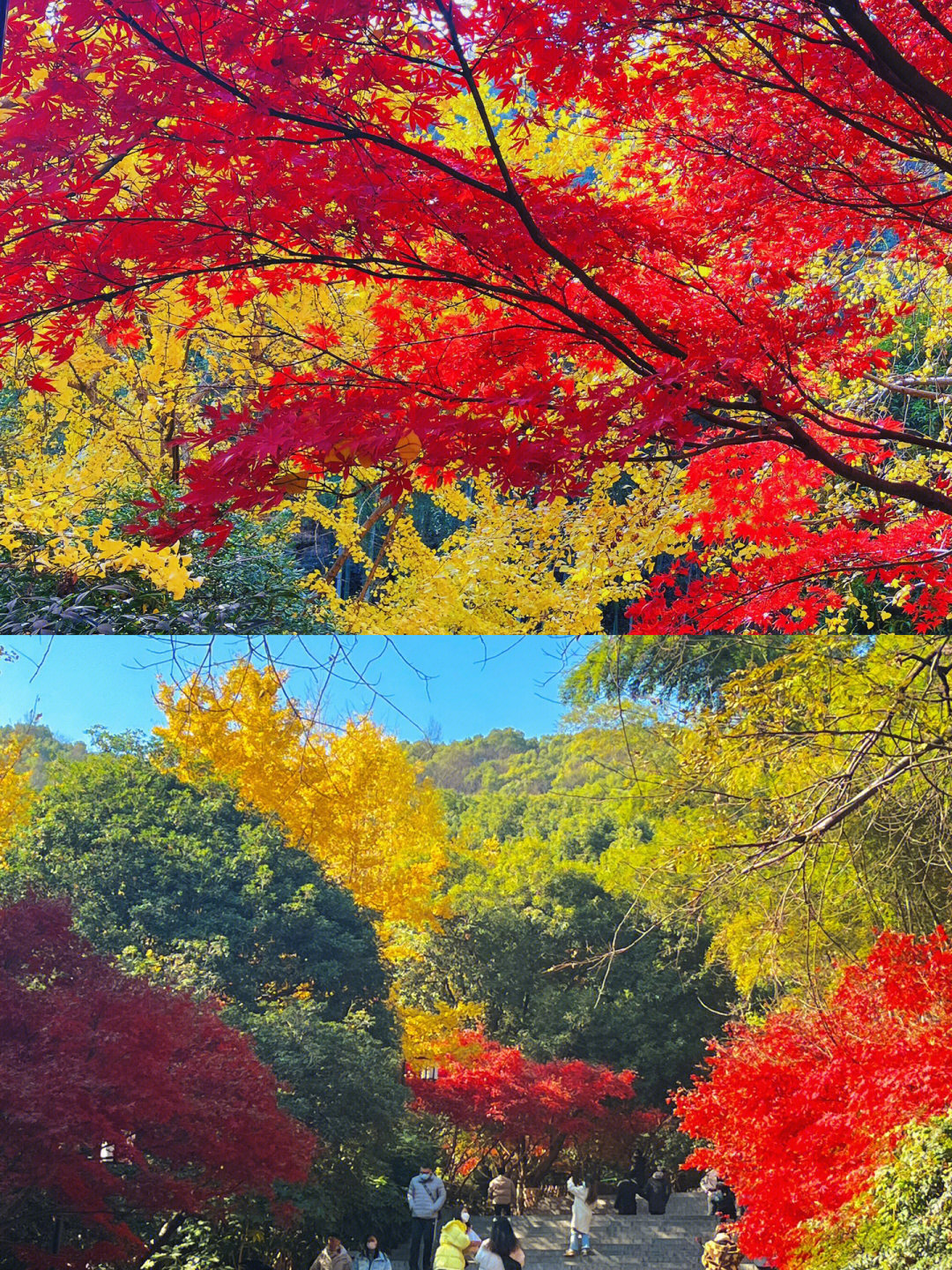 岳麓山红枫图片