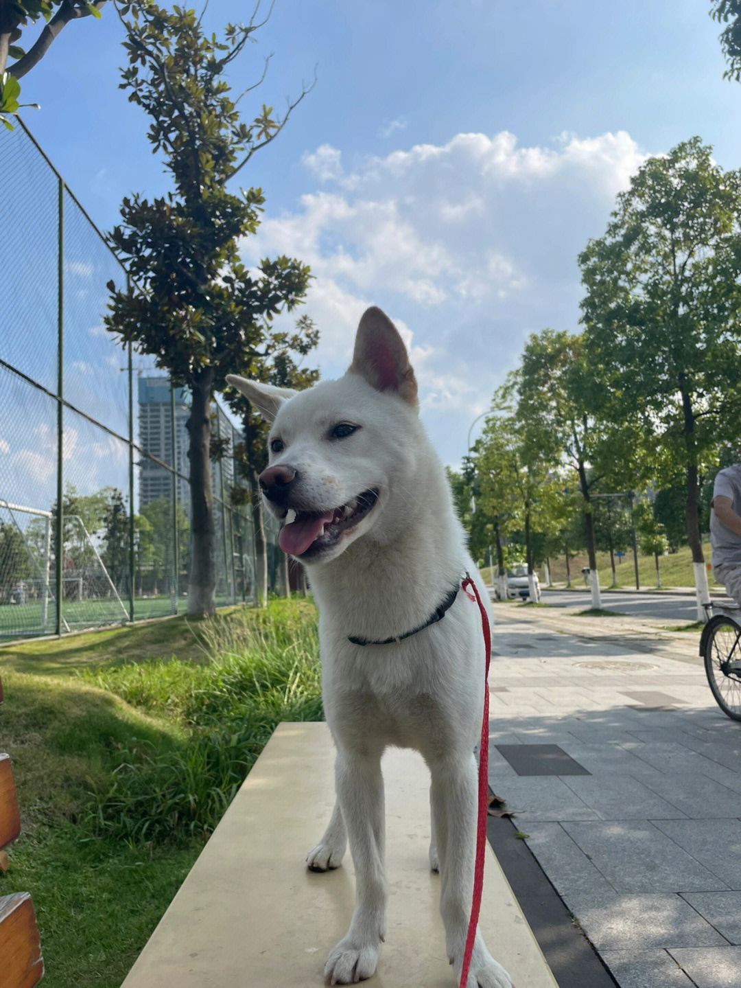 昨天下午吃完饭,看见他#白柴 在马路上跌跌撞撞