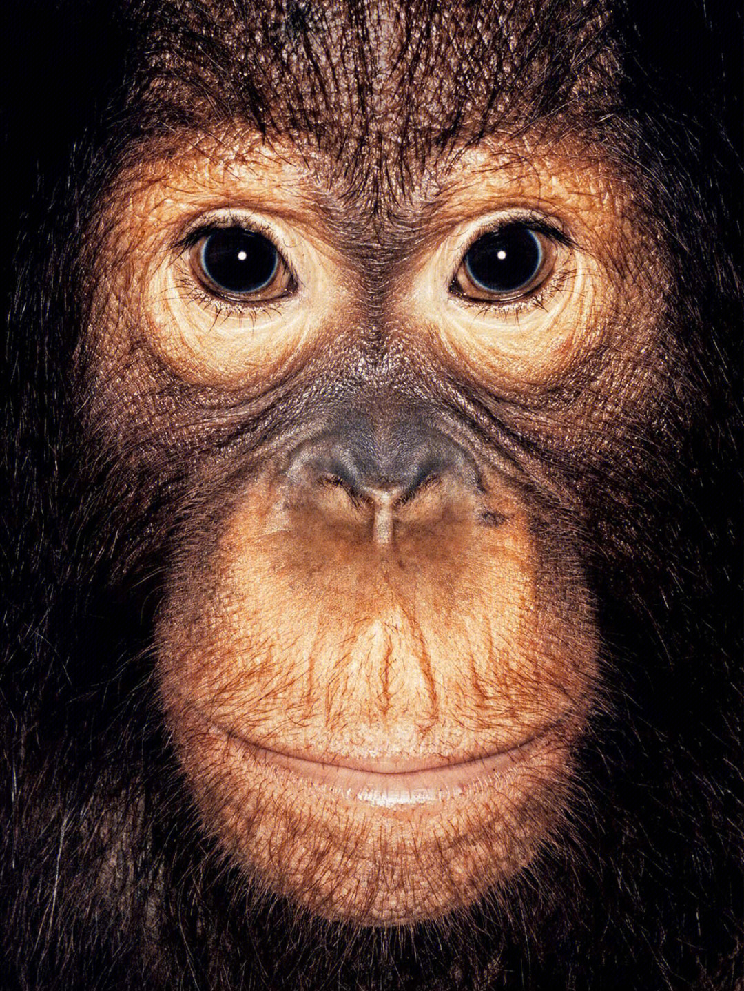 人猿的照片图片