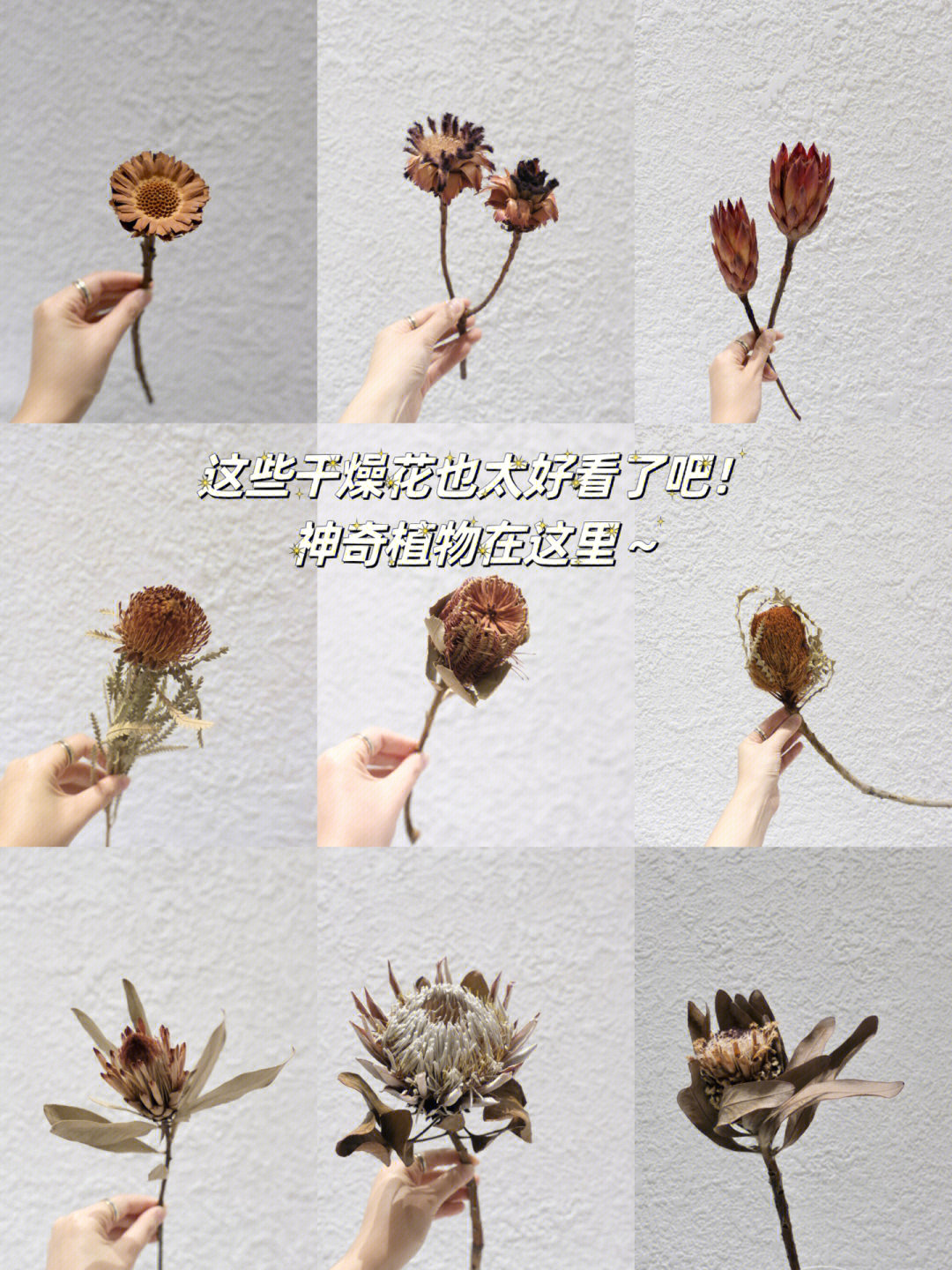 帝王花干花制作方法图片