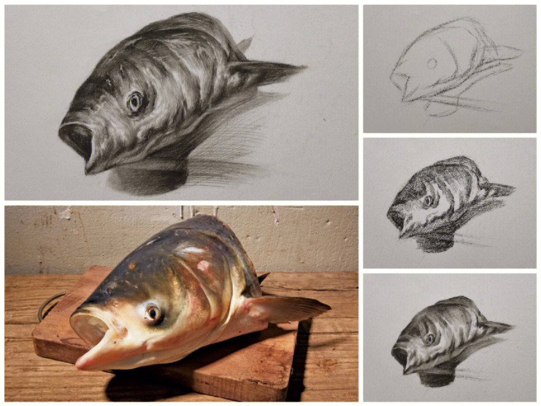 每日素描干货分享一素描单体鱼头