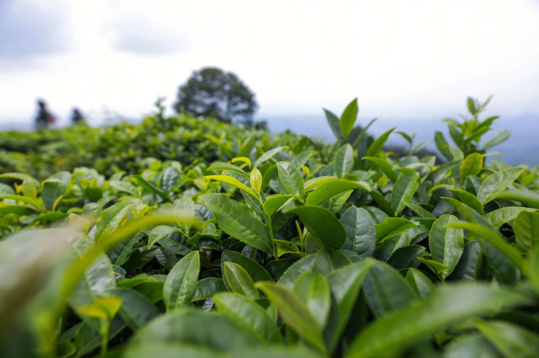 牛碾坪茶叶图片