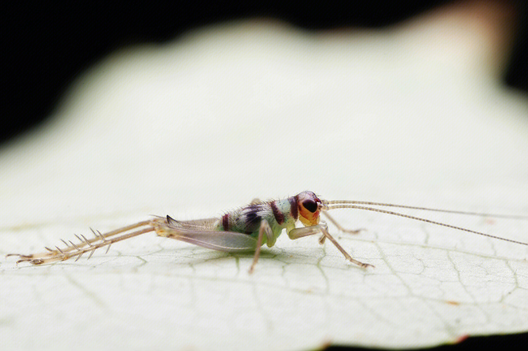 绿色或者褐色可爱的蛉蟋是养鸣虫人士的最爱还有绿色的褐缘碧蛾蜡蝉