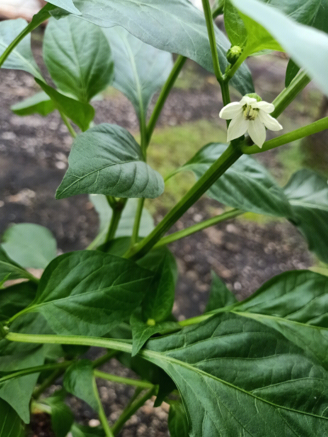 牛角椒开花图片