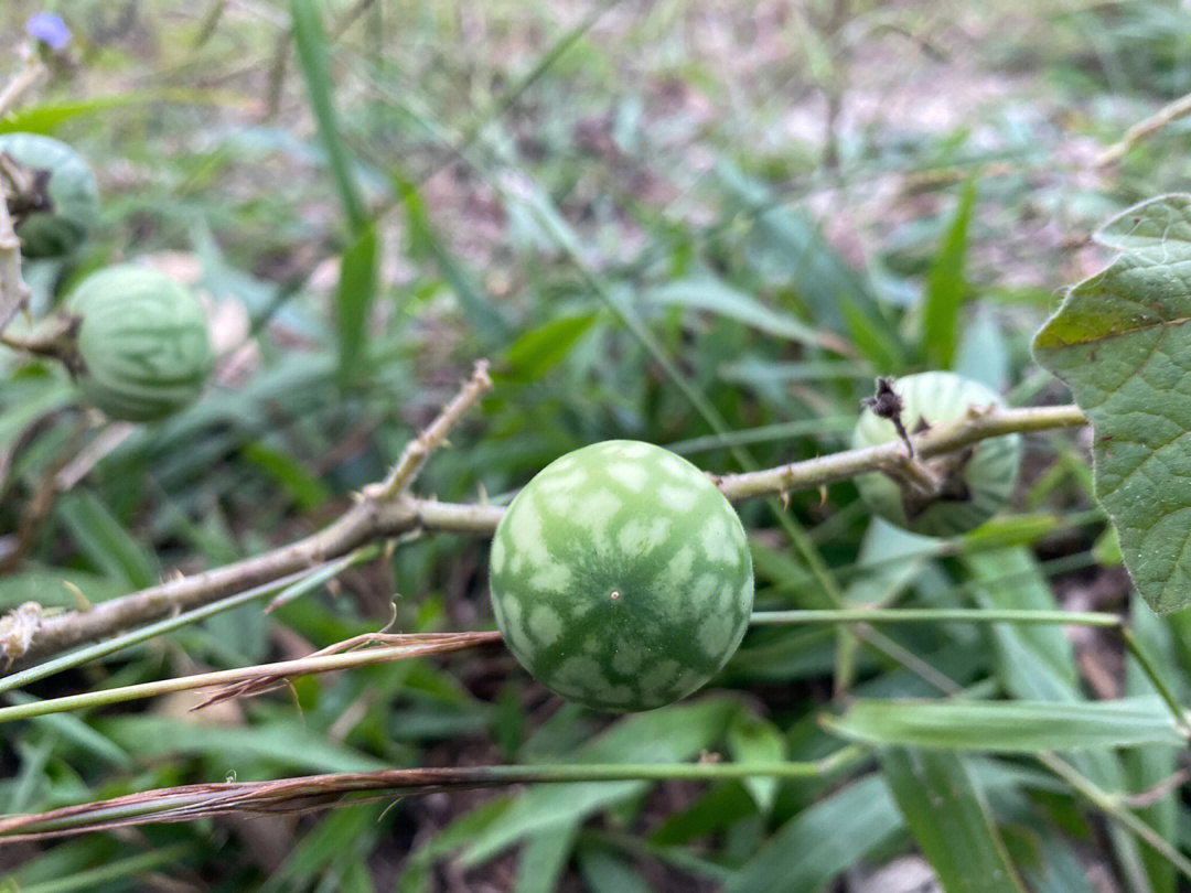 喀西茄#茄科植物