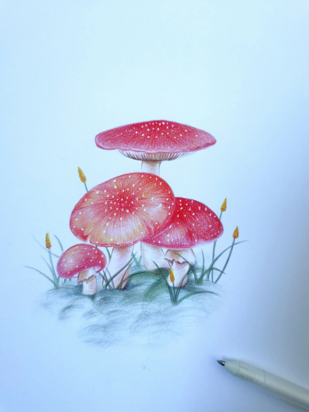 彩铅蘑菇