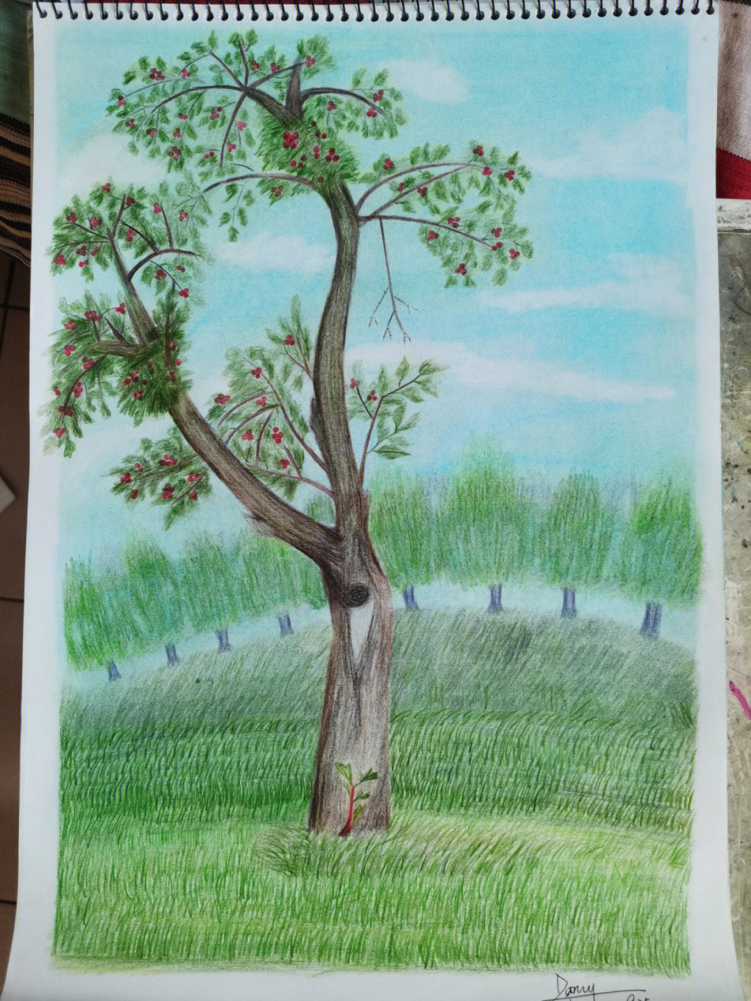 大树的画法彩铅图片