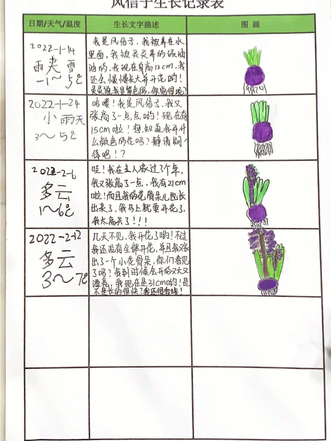 葡萄风信子植物记录卡图片