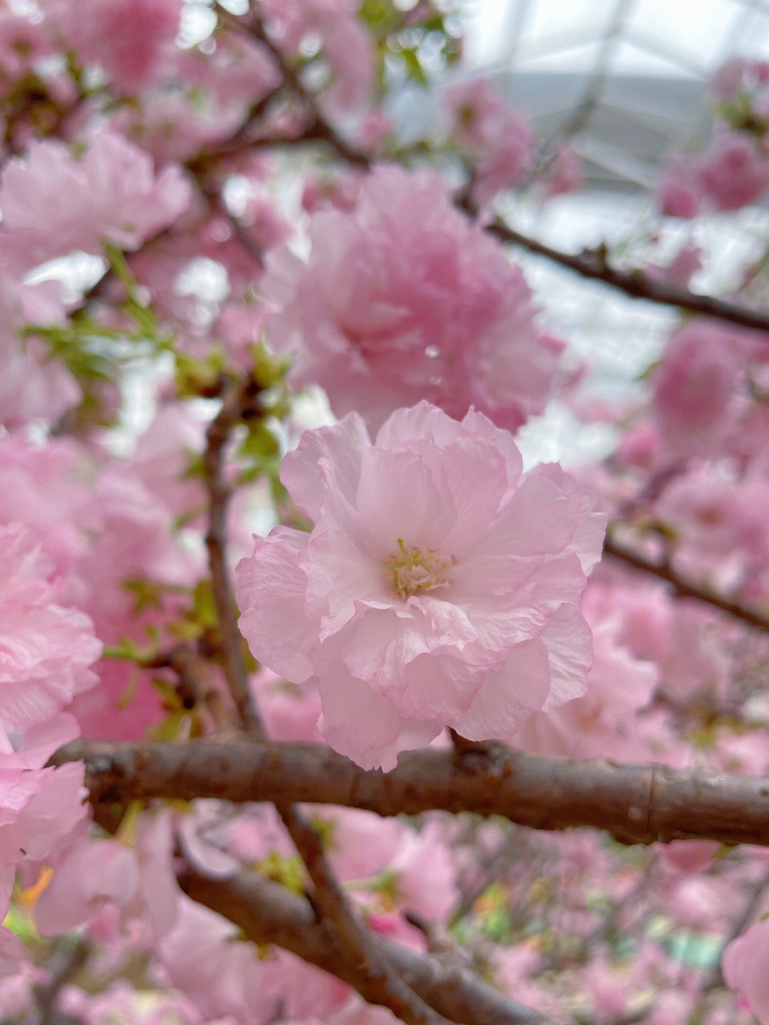 樱花什么时候开花季节图片