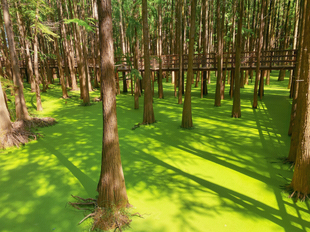 感受大自然的气息和美景#森林公园还有谁没有趣青山湖