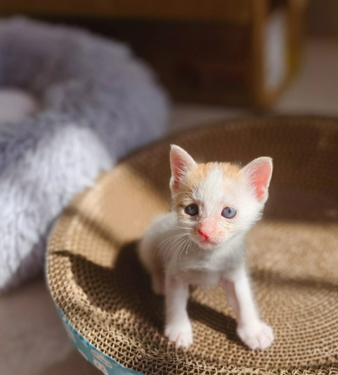 领养小奶猫第四天怎么会有这么可爱的生物