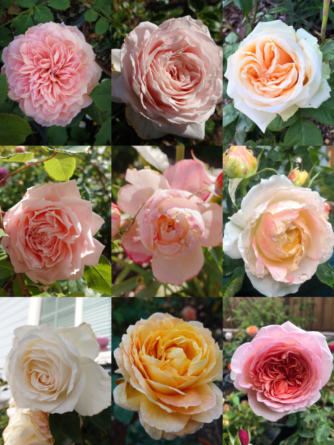 十大切花玫瑰品种图片