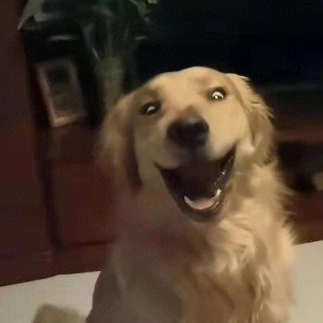 狗回头笑表情包图片