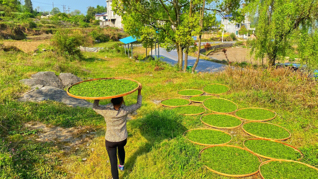 一两黄金一两茶湘西保靖黄金茶