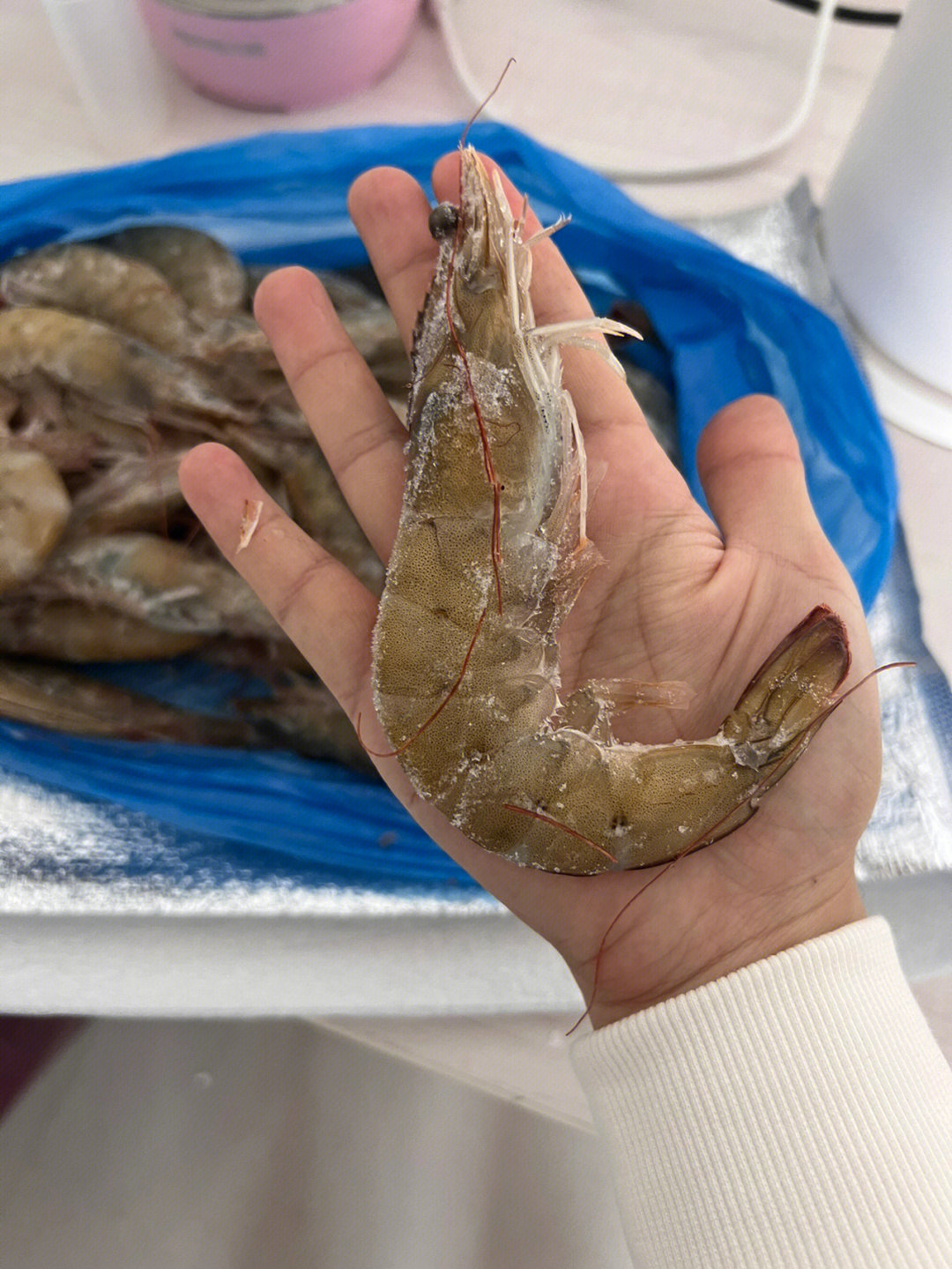 青岛海虾的种类图片