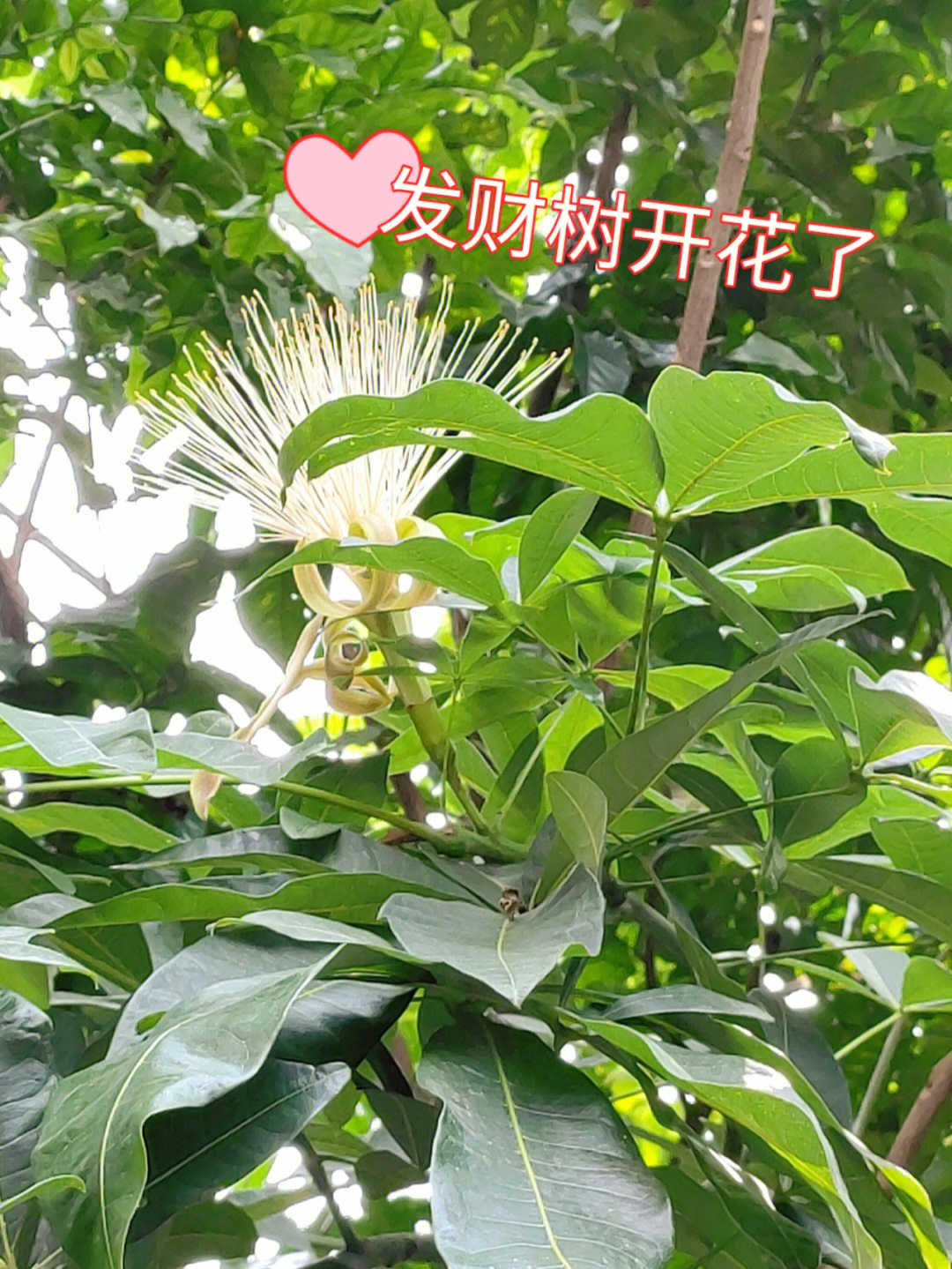 日常 宝宝们见过发财树的花吗?漂亮