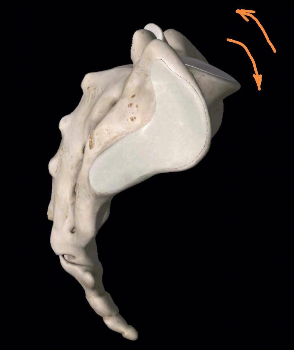 骨盆解剖骶骨