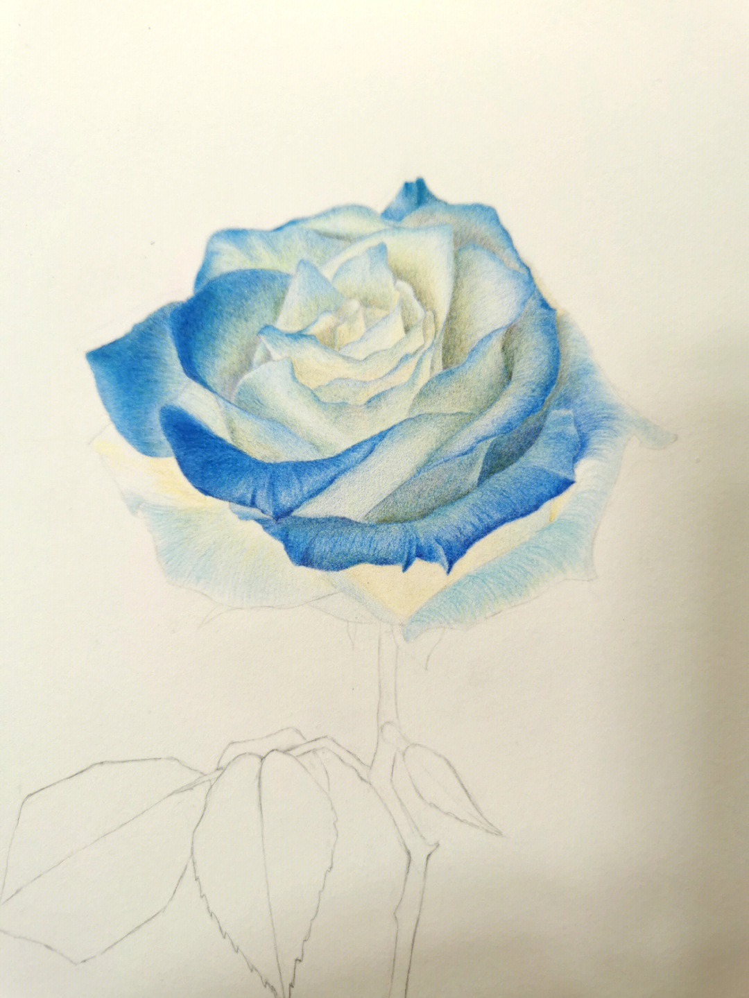 蓝玫瑰 彩铅画图片