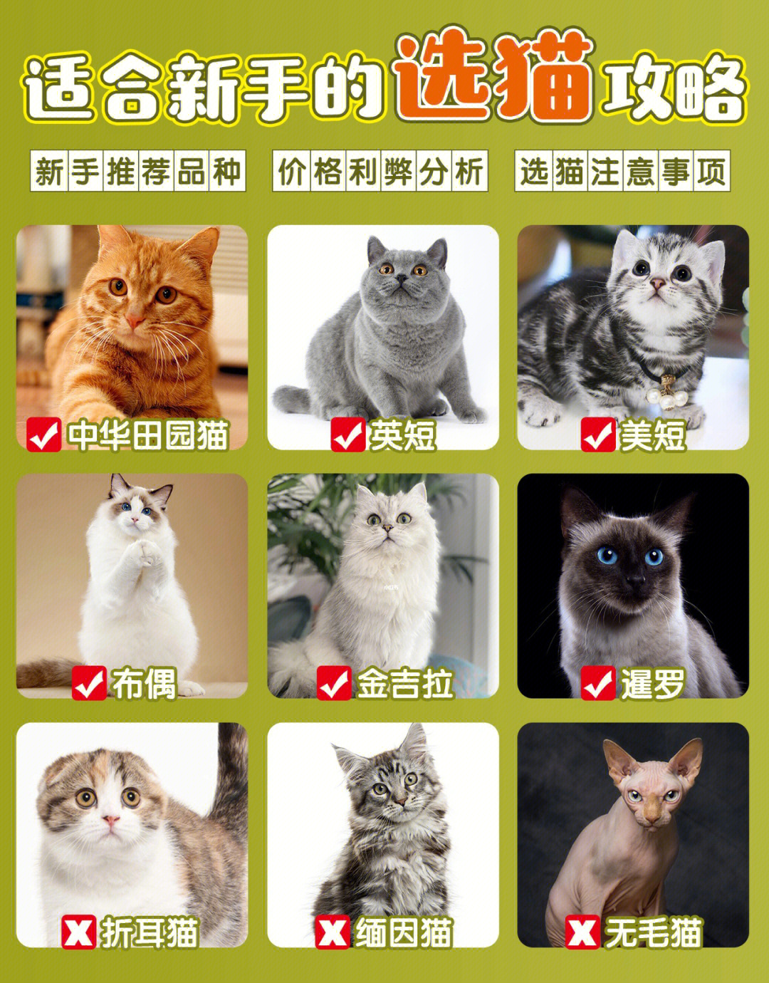 宠物猫的品种及价格表图片