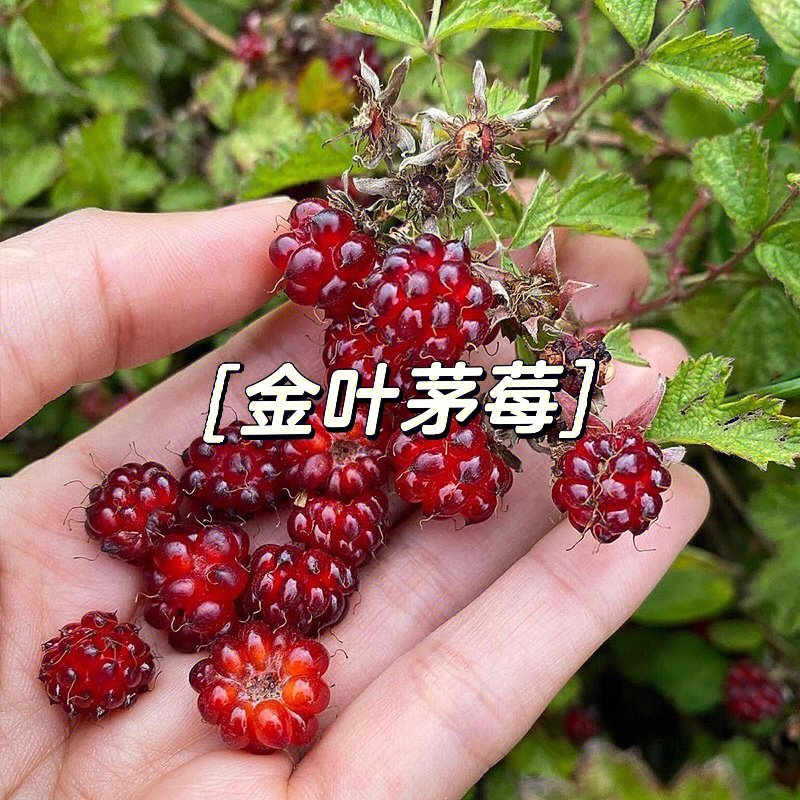 金叶茅莓观叶观果可食用耐热耐寒