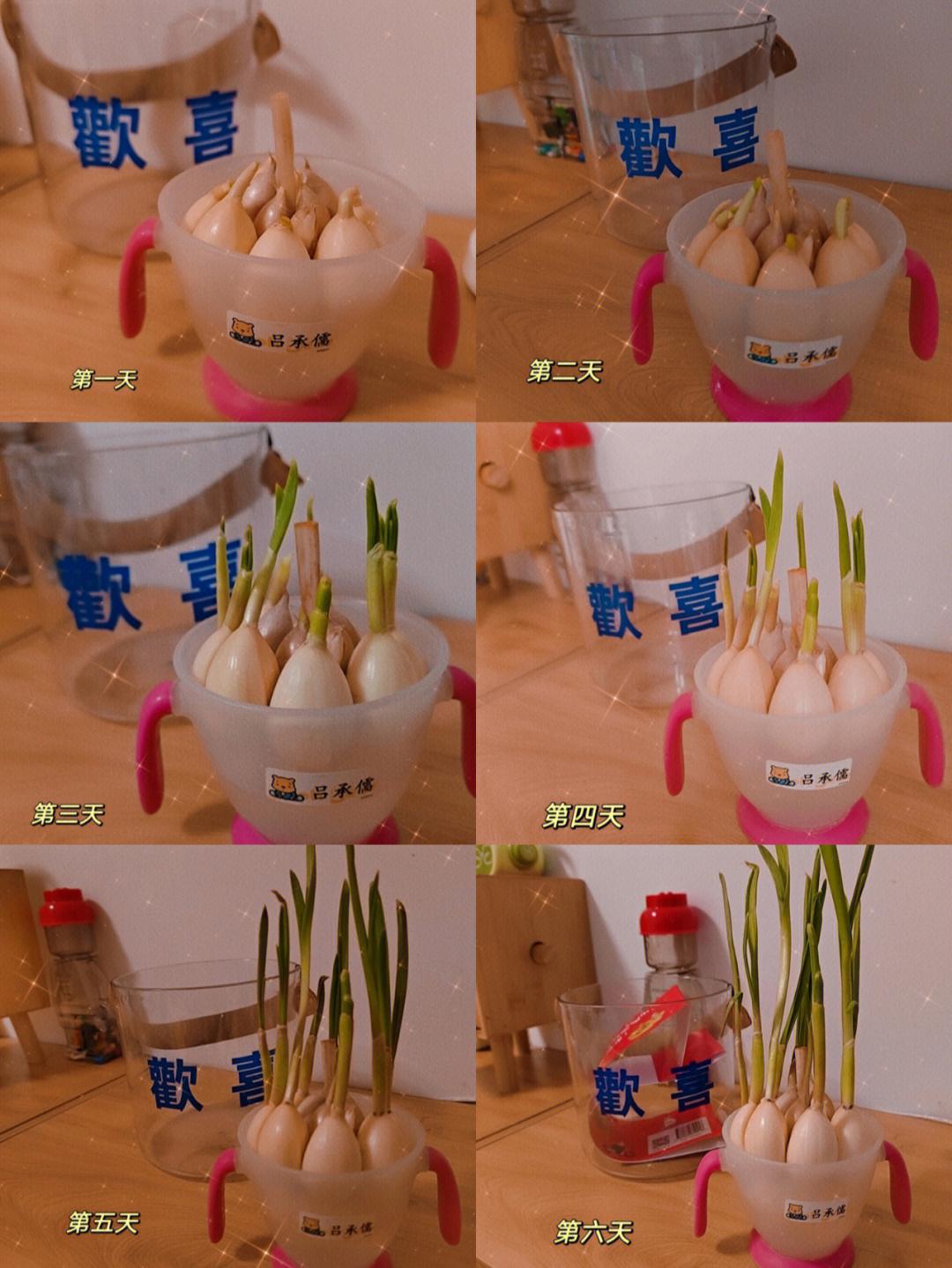 超级简单水培蒜