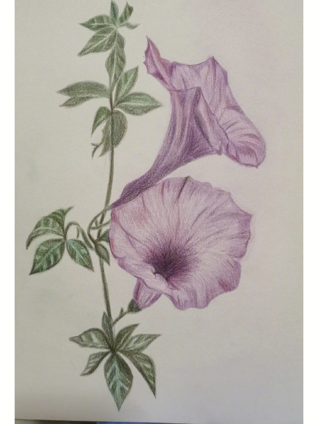 简单的铅笔画花朵图片