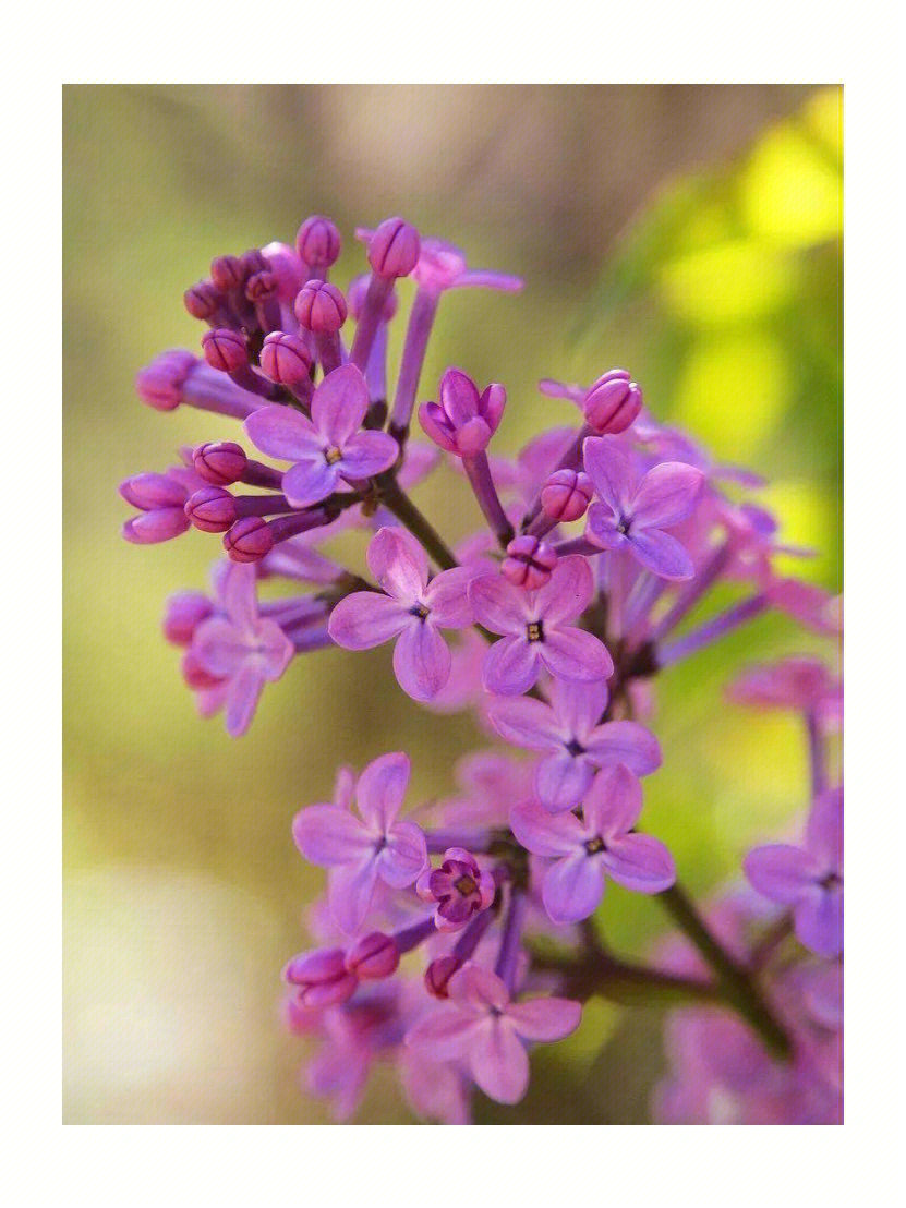 丁香花