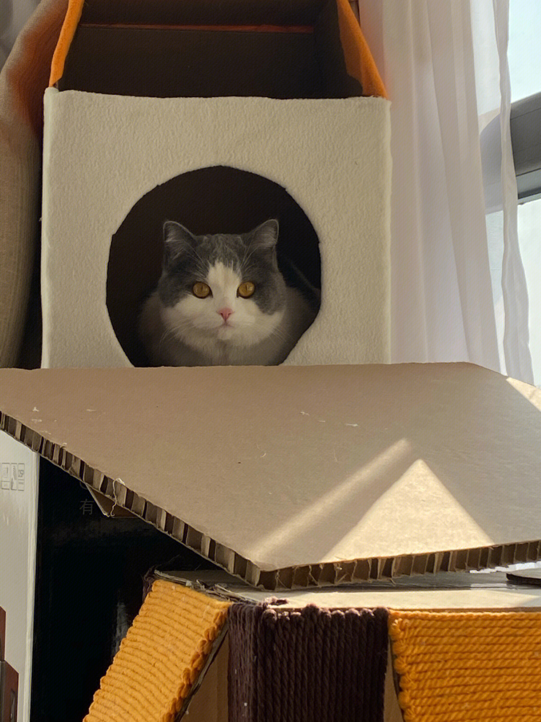 纸箱diy猫城堡day3