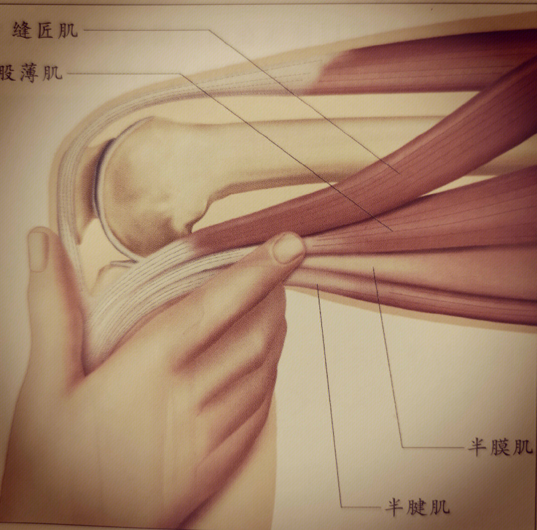 半腱肌和半膜肌起止点图片