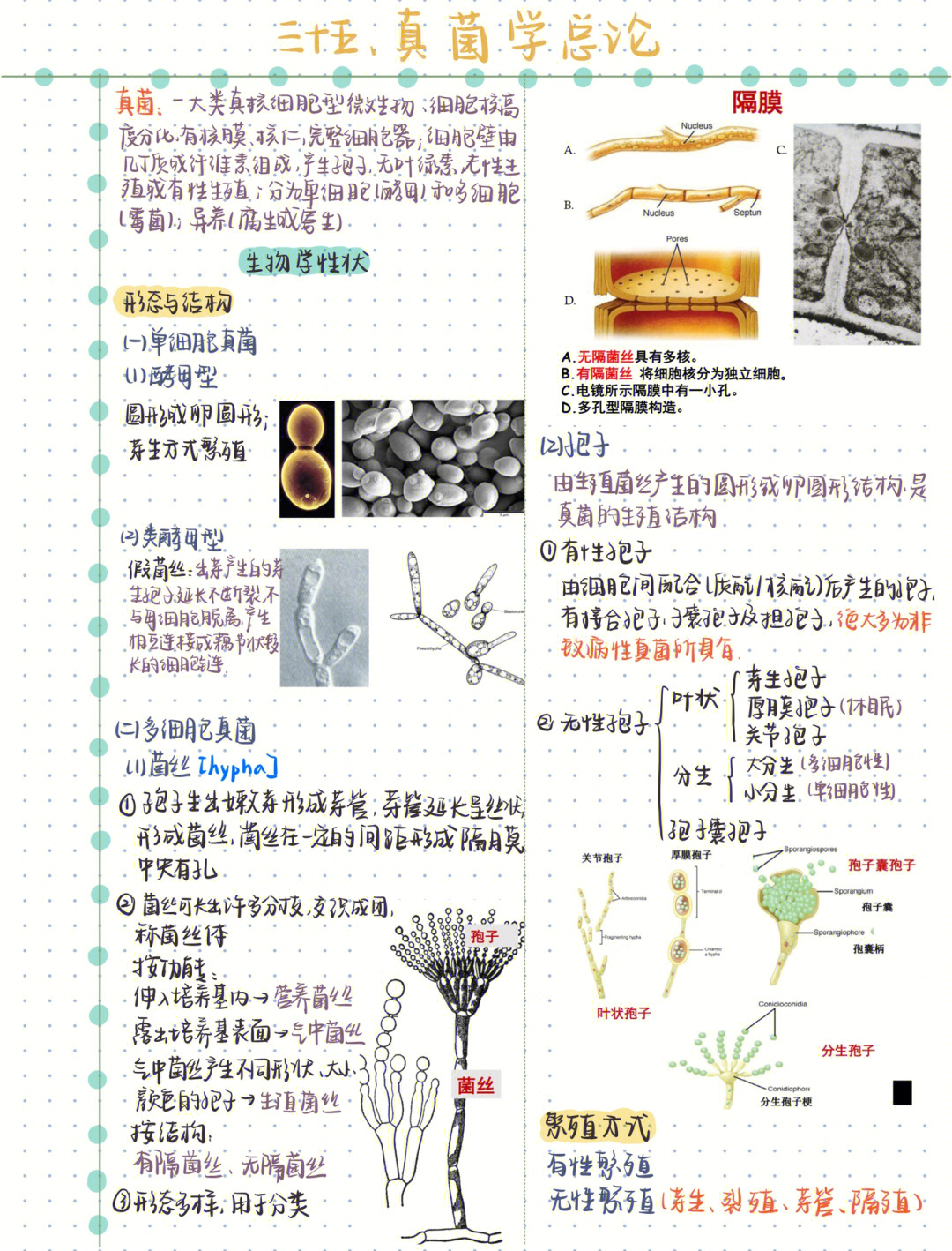 立克次体形态图片