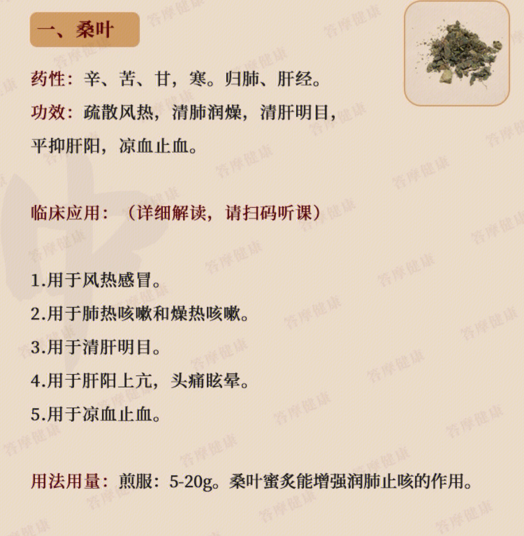 桑叶的作用食用方法图片