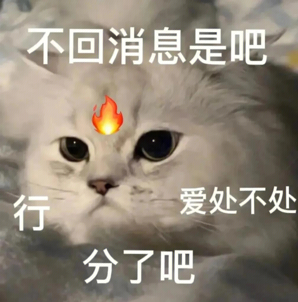 不回消息的喵喵表情包