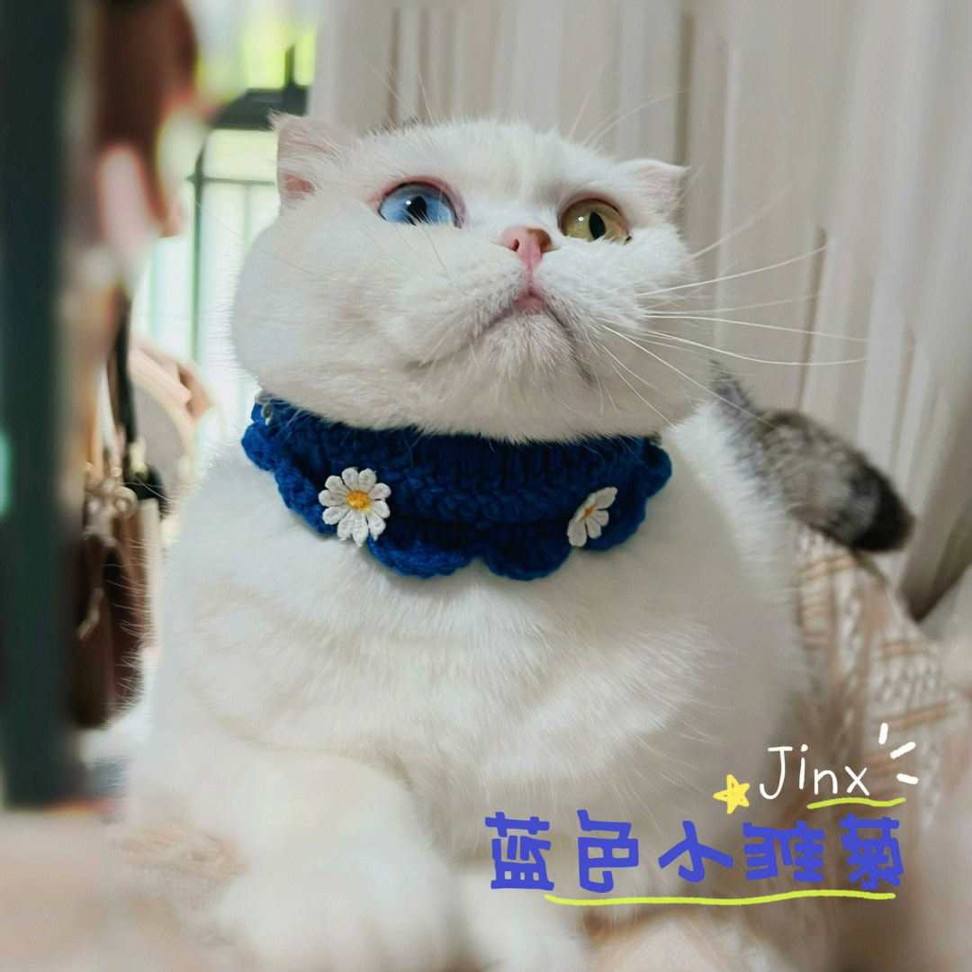 猫的项圈下拉图片