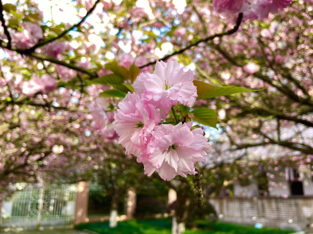 校园樱花摄影作品名图片