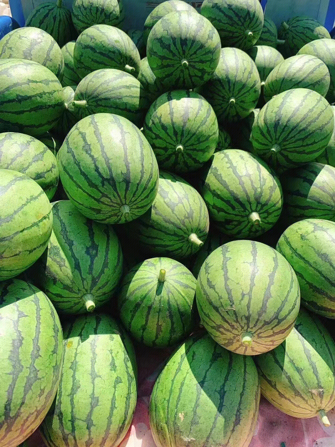 大兴西瓜品种图片