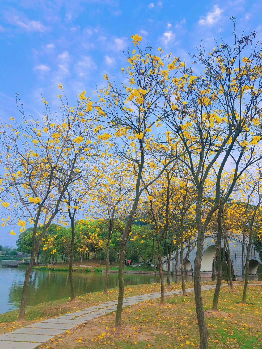 顺峰山公园黄花风铃木图片