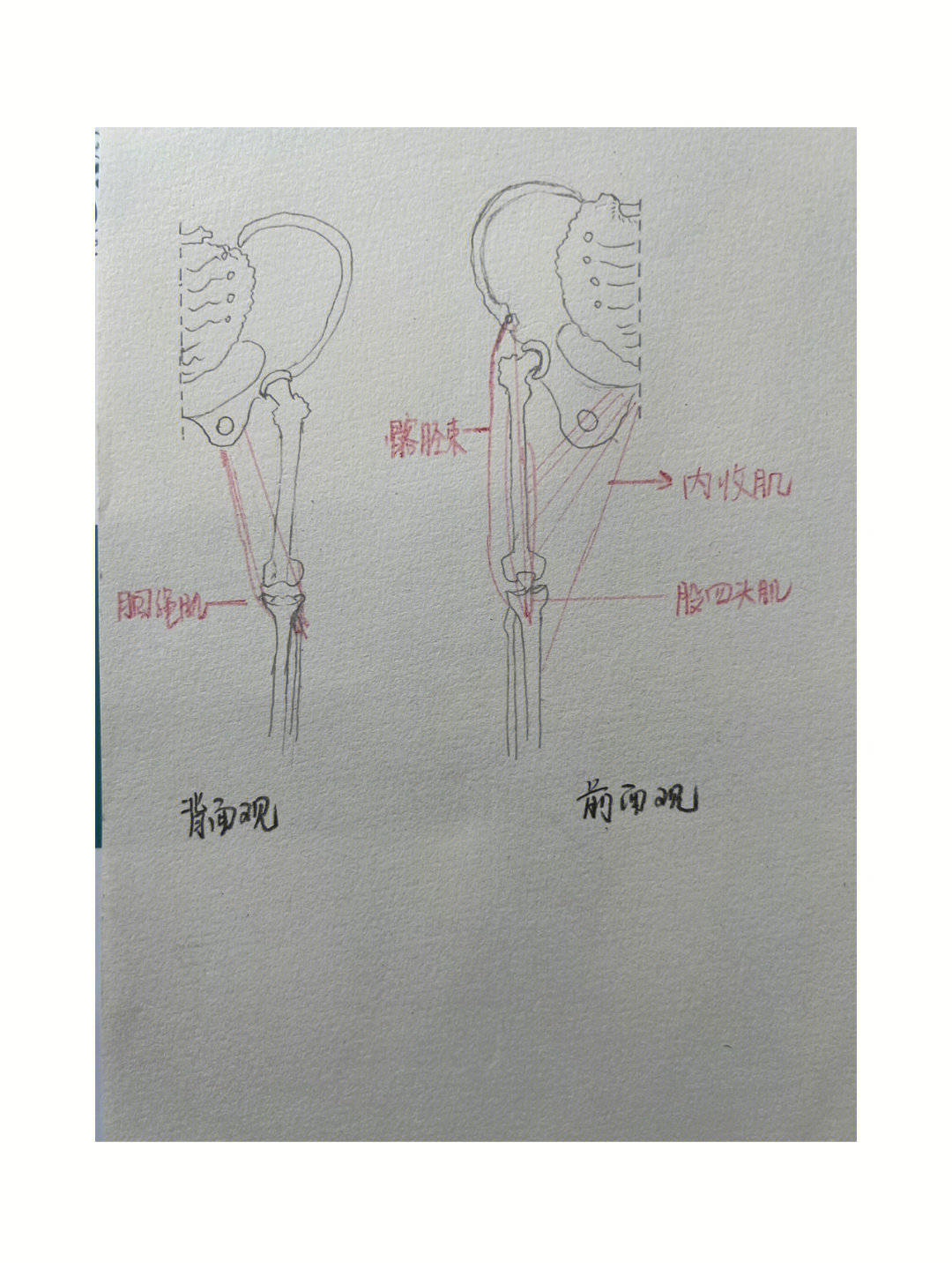 腿部肌肉解剖