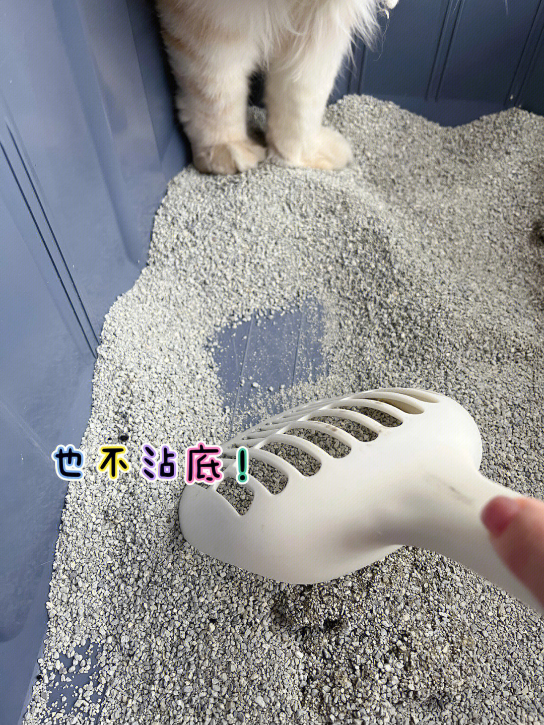 碗哩钠基膨润土猫砂使用体验报告