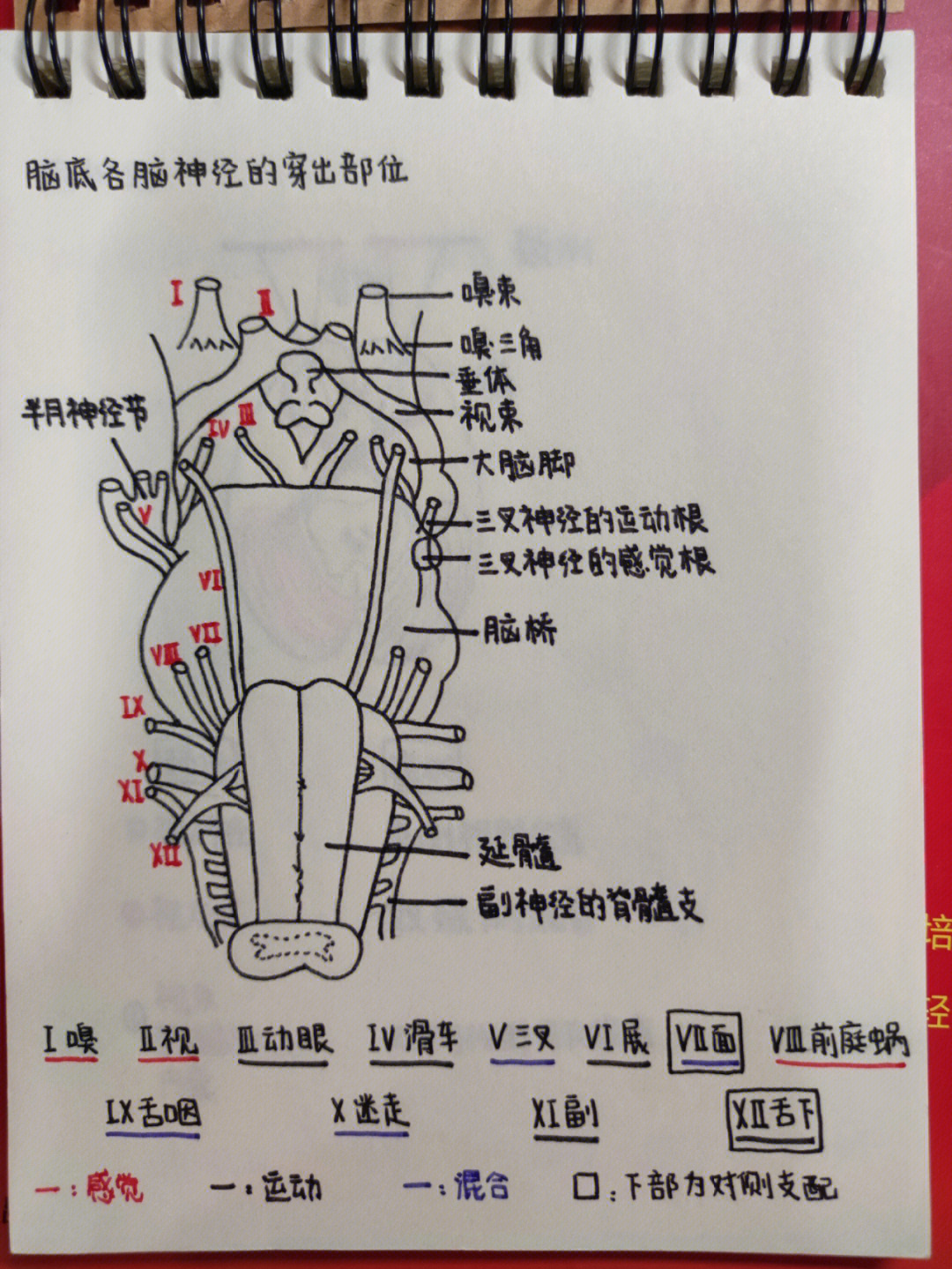 大脑脚图片图片