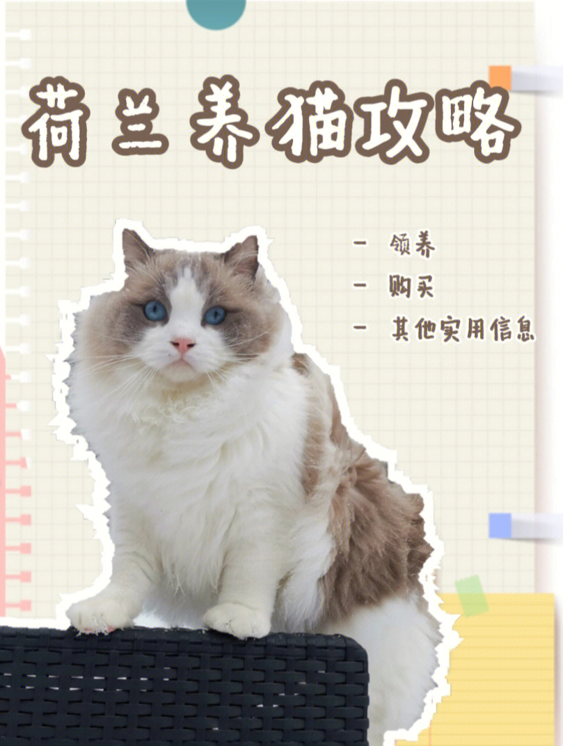 荷兰养猫攻略如何找到心仪的小猫咪下