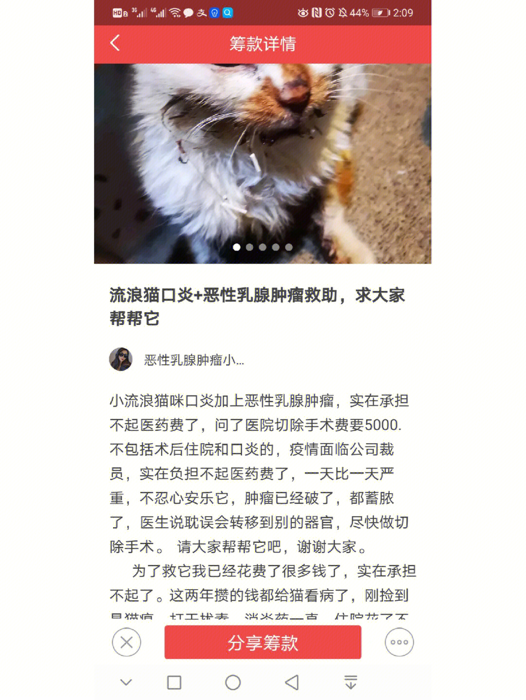 猫咪口蹄疫图片