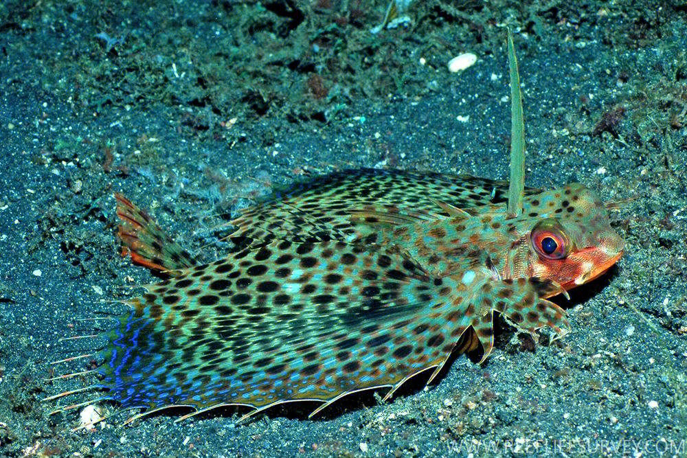 海洋生物飞角鱼