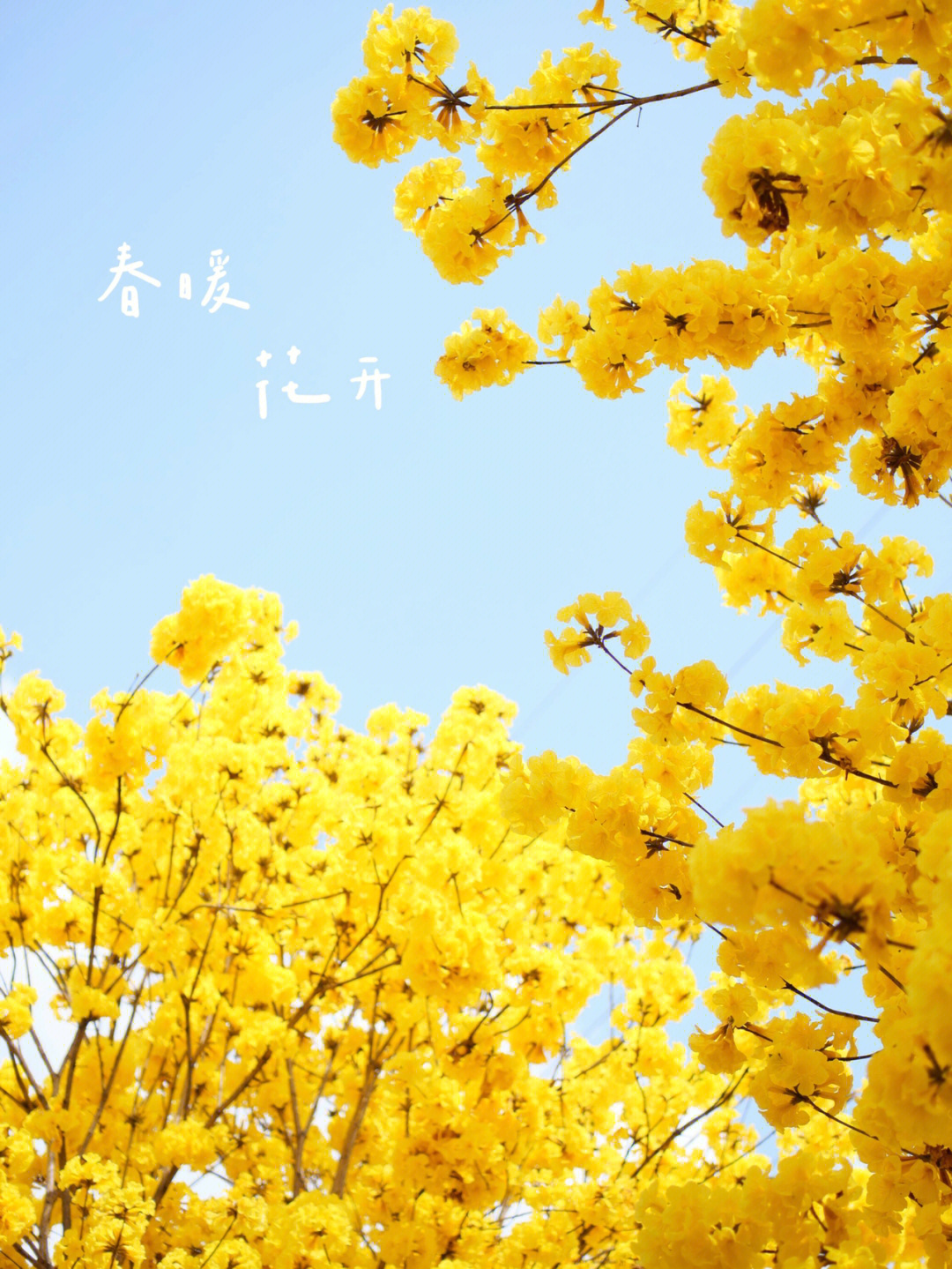 广州黄花风铃木还数南沙马克村的最美