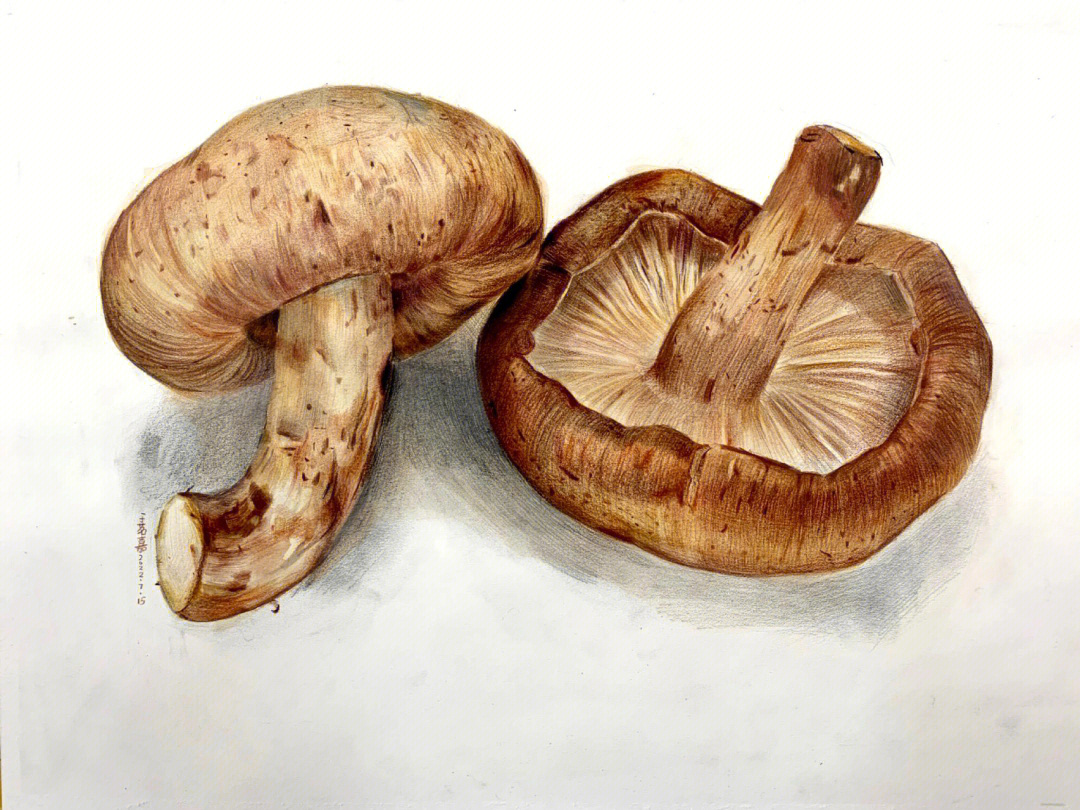 蘑菇素描图片简单图片