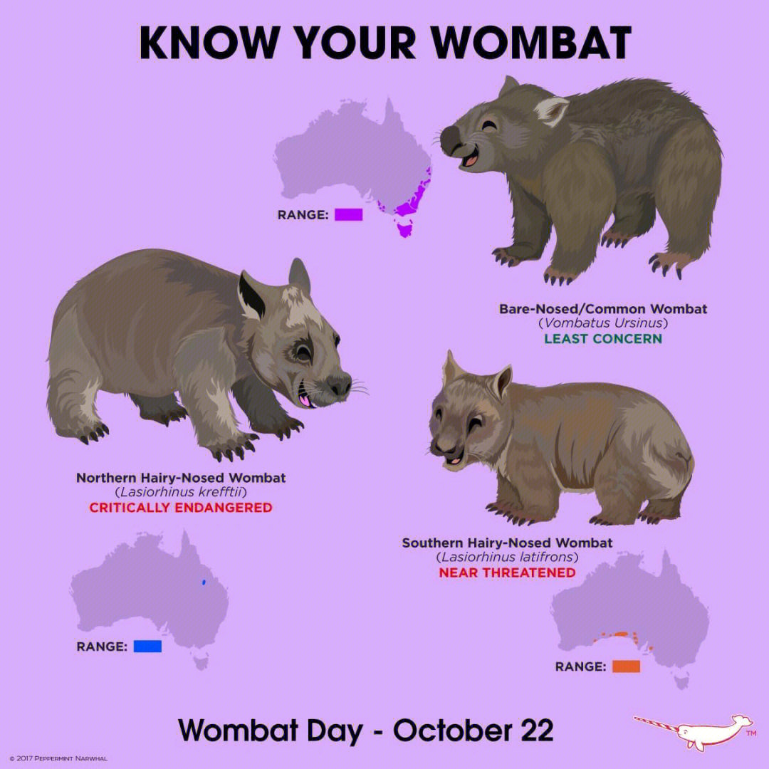 wombat袋熊